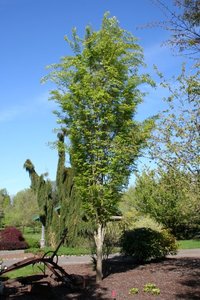 MUSASHINO COLUMNAR ZELKOVA 80MM - image 2