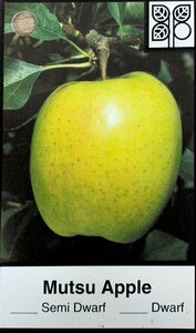 MUTSU APPLE SEM-DWARF 20MM - image 2