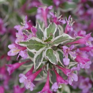 MY MONET PURPLE EFFECT WEIGELA 40CM PW