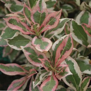 MY MONET WEIGELA 25CM - image 2