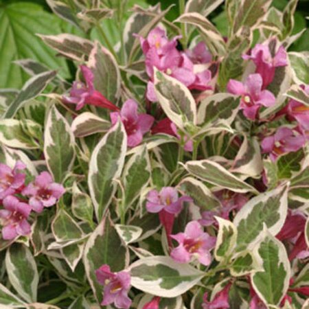 MY MONET WEIGELA 25CM - image 2