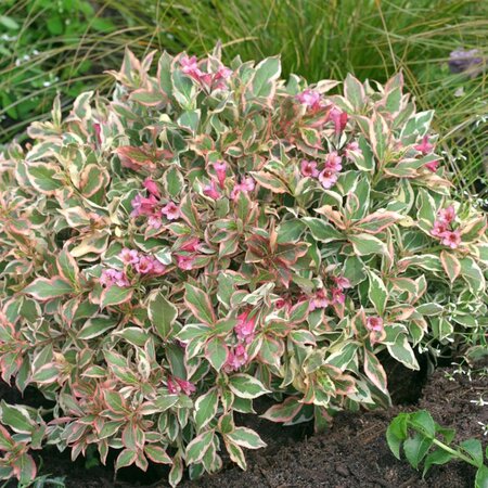 MY MONET WEIGELA 30CM - image 1