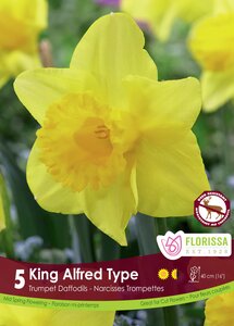 NARCISSUS KING ALFRED PKG/20