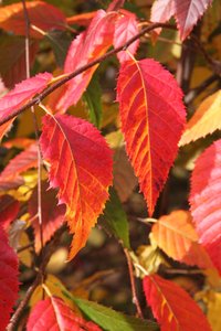 NATIVE FLAME HORNBEAM 175CM - image 1