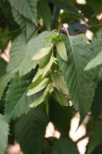 NATIVE FLAME HORNBEAM 175CM - image 3