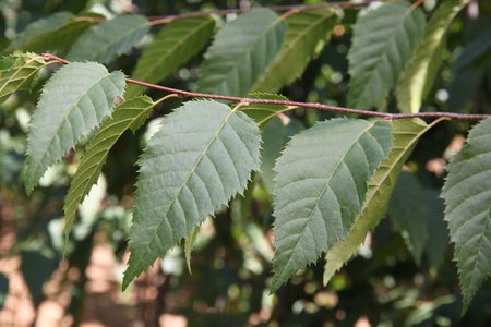 NATIVE FLAME HORNBEAM 175CM - image 2