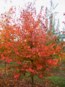 NATIVE FLAME HORNBEAM 175CM