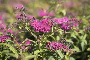 NEON FLASH SPIREA 30 CM - image 4