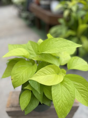 NEON POTHOS 6"