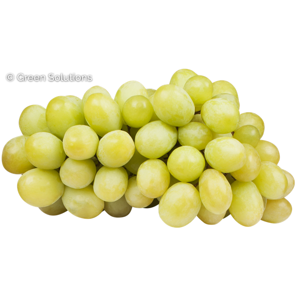 NEPTUNE SEEDLESS NVLTY GRAPE 1 GAL