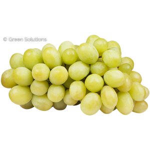 NEPTUNE SEEDLESS NVLTY GRAPE 1 GAL