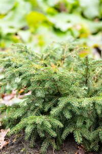 NEST SPRUCE 25 CM - image 3