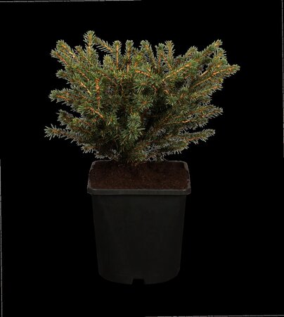 NEST SPRUCE 25 CM - image 1