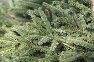 NEST SPRUCE 25 CM - image 2