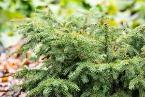 NEST SPRUCE 25 CM - image 4