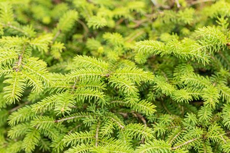 NEST SPRUCE 25 CM - image 5