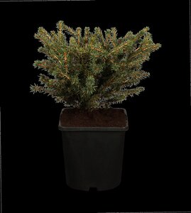 NEST SPRUCE 30 CM - image 5