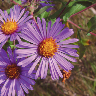 NEW ENGLAND ASTER 1G (Native)