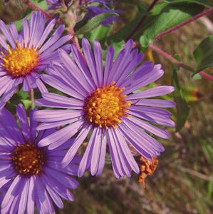 NEW ENGLAND ASTER 1G (Native)