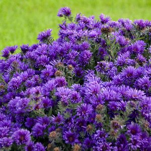 NEW ENGLAND ASTER GRAPE CRUSH 1G
