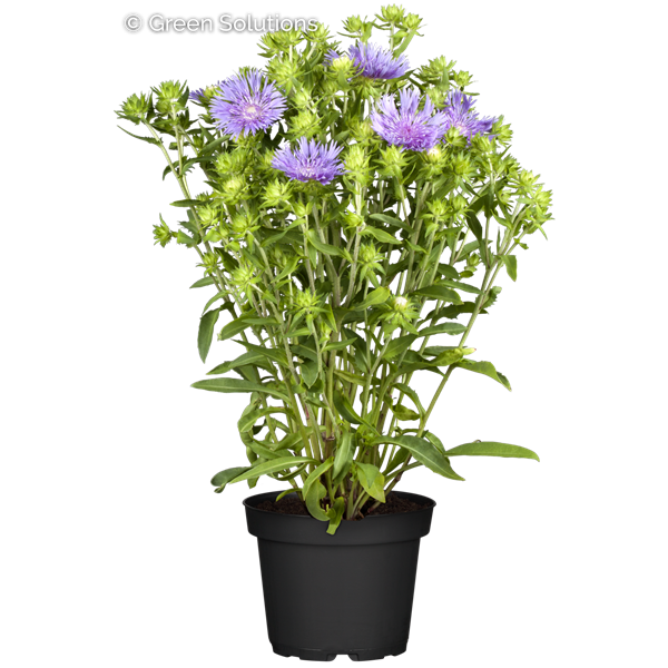 NEW ENGLAND ASTER PURPLE DOME
