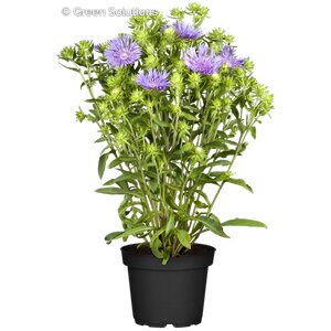 NEW ENGLAND ASTER PURPLE DOME