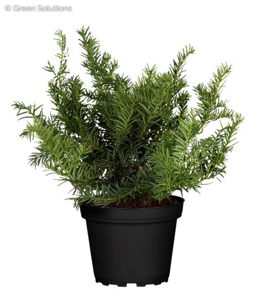 NEW SELECTION DENSE YEW 30CM