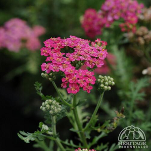 NEW VINTAGE ROSE YARROW 1G