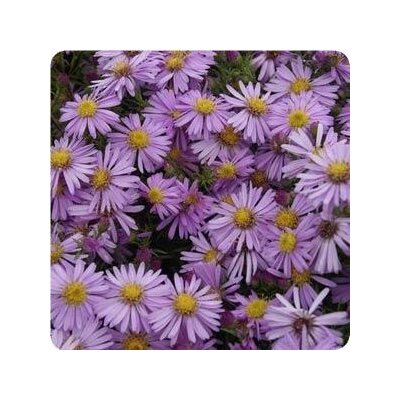 NEW YORK ASTER WOOD'S PINK 1G