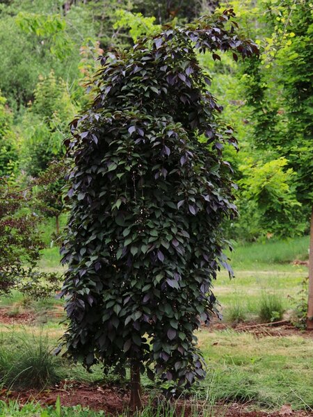 NIGHTFALL JAPANESE SNOWBALL TREE 125CM 3 month warranty