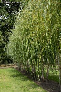 NIOBE WEEPING WILLOW 175CM