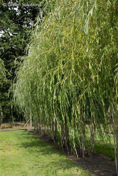 NIOBE WEEPING WILLOW 300CM
