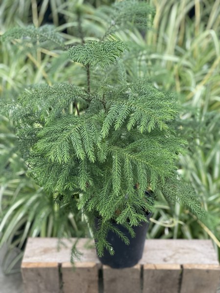 NORFOLK PINE 6"