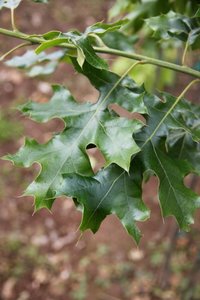 NORTHERN BLACK OAK 250CM - image 1