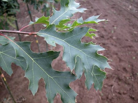 NORTHERN BLACK OAK 45MM - image 1