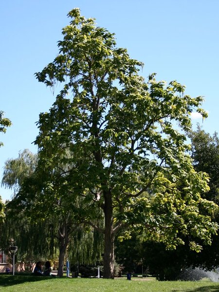 NORTHERN CATALPA 70 MM