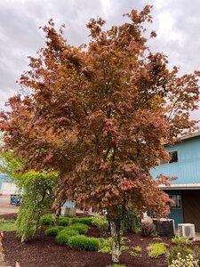 NORTHERN GLOW MAPLE 125CM