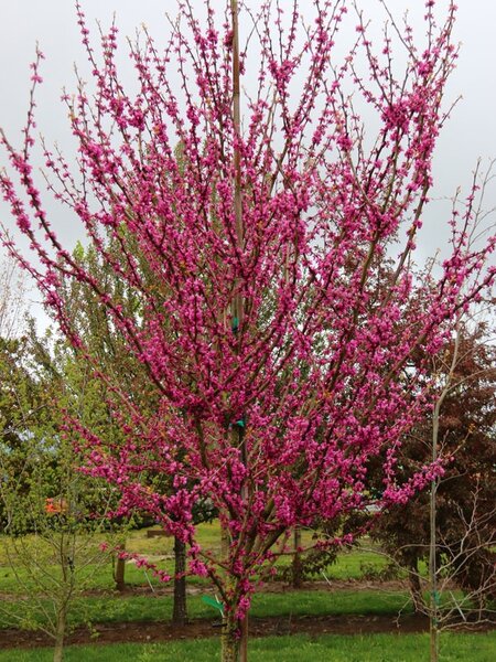 NORTHERN HERALD REDBUD 150 CM