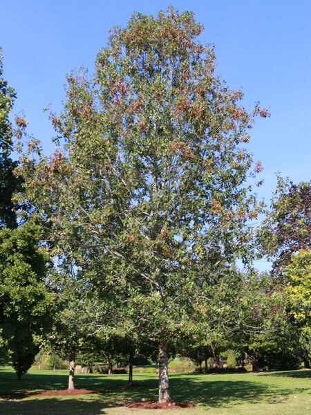 NORTHERN PIN OAK 200CM