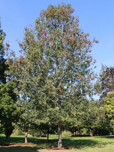 NORTHERN PIN OAK 200CM