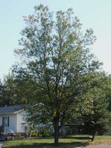 NORTHERN SENTINEL HONEY LOCUST 200CM