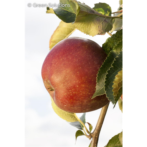 NORTHERN SPY APPLE SEM-DWARF
