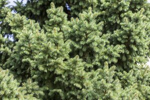 NORWAY SPRUCE 100 CM - image 5