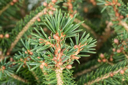 NORWAY SPRUCE 100 CM - image 4