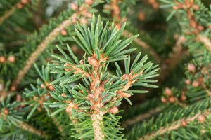 NORWAY SPRUCE 100 CM - image 4