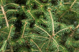 NORWAY SPRUCE 100 CM - image 5