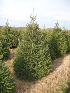 NORWAY SPRUCE 150 CM