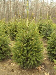 NORWAY SPRUCE 225 CM (Wire Basket)