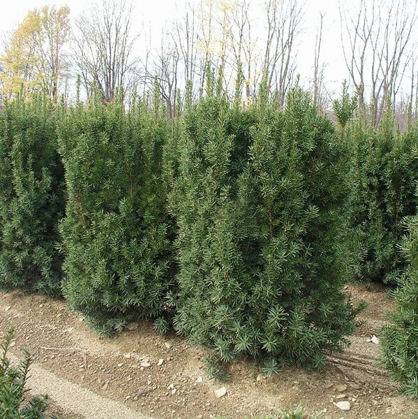NOVA COLUMNAR YEW 40CM