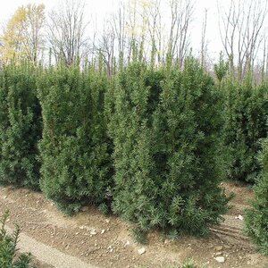 NOVA COLUMNAR YEW 40CM